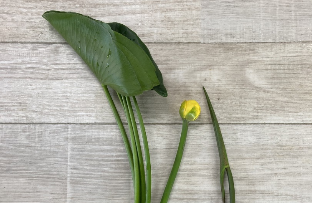 季節のおすすめ花材「河骨(こうほね)」
