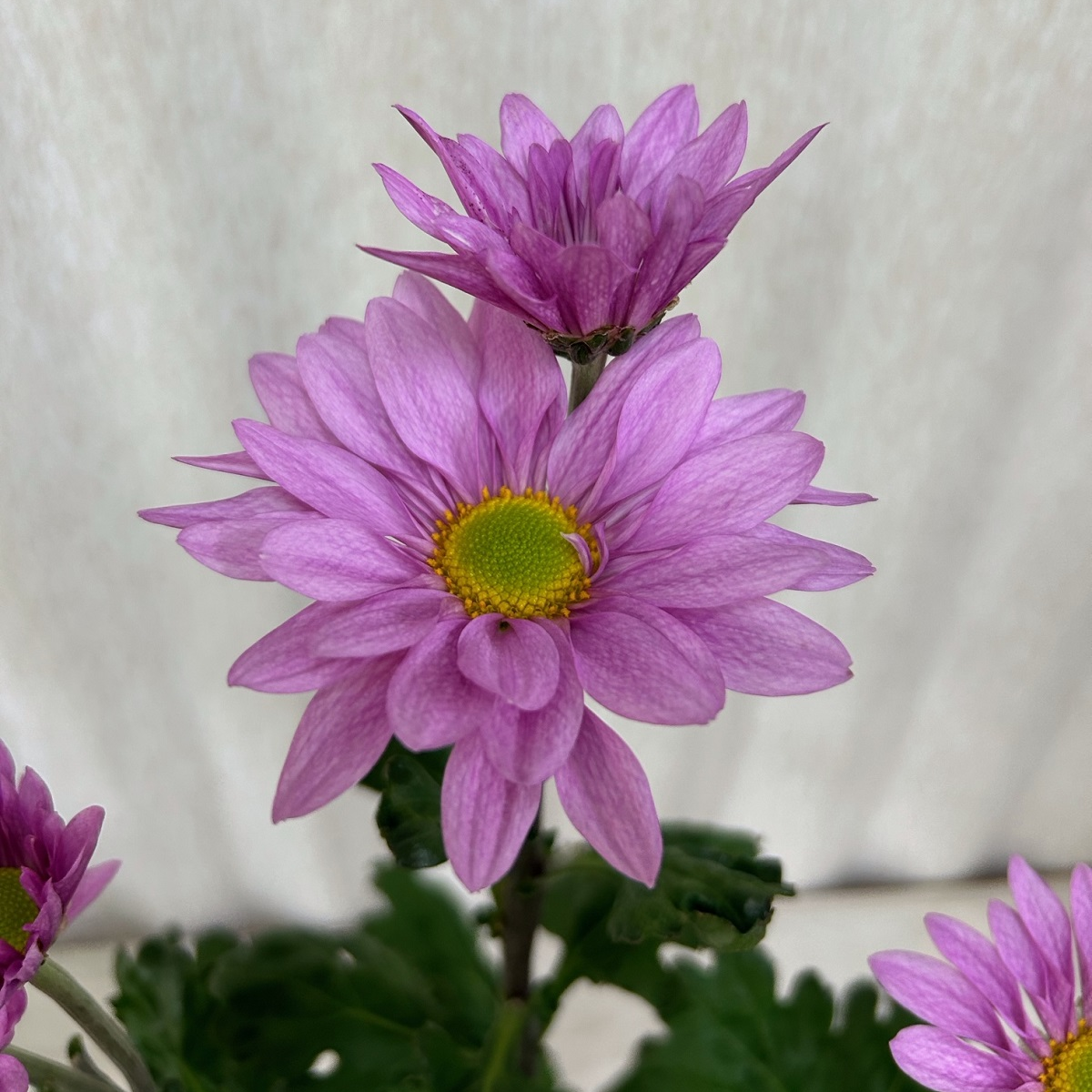 純銀製 菊の花メダル 直径約5cm 造幣局 : 純金メダル-四季-コレクション（秋）の販売について（2024年