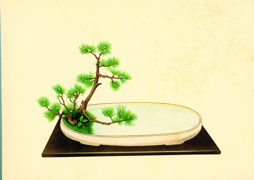 季節のおすすめ花材「松」